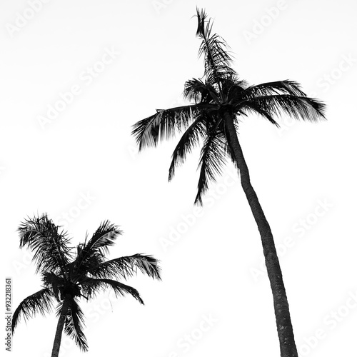 black and white silhouette photography of coconut trees