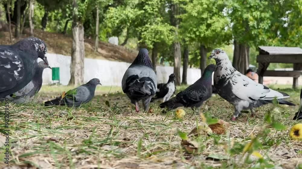 Pigeons walking and foraging on the grass near a lake, with scattered apples in the background. Pigeons walking and foraging on the grass near a lake, with scattered apples in the background.