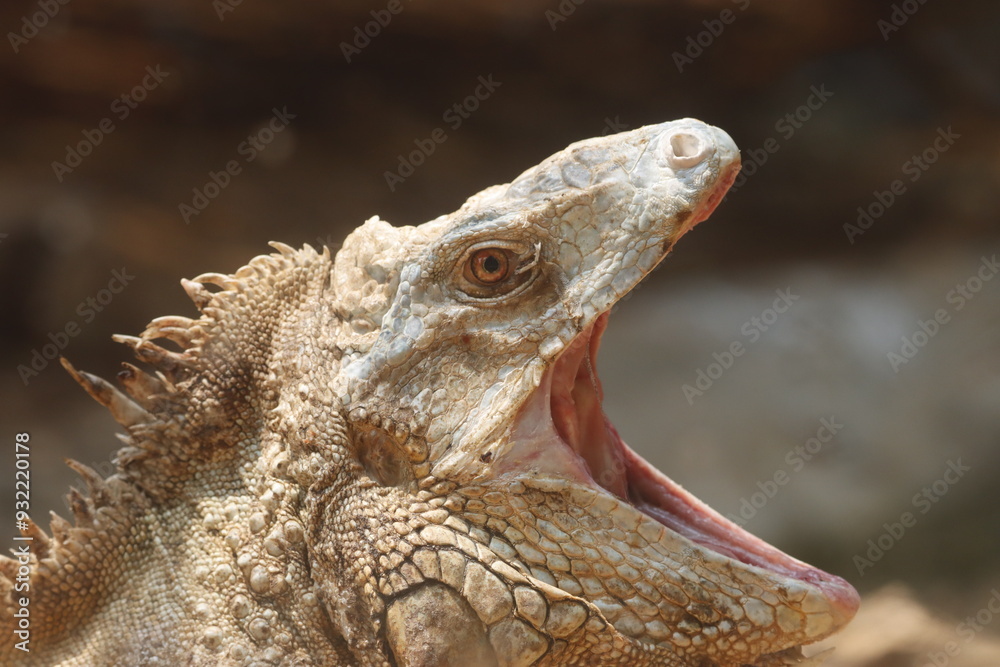 Obraz premium This striking photograph captures an Iguana lizard basking in its tropical environment. The lizard's textured scales, vibrant green color, and calm posture are beautifully highlighted