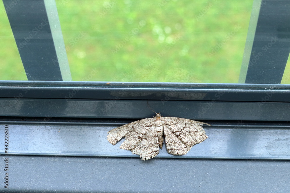 Dead moth or butterfly next to a window. Dead moth or butterfly next to a window.