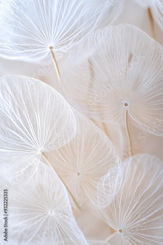 dandelion seed head