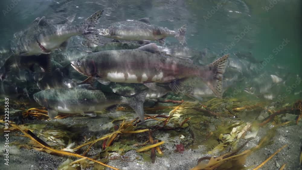 In vibrant underwater scene, schools of salmon swim among diverse plants and colorful fish, showing beauty of marine biodiversity and its importance for ecosystem and environment In vibrant underwater scene, schools of salmon swim among diverse plants and colorful fish, showing beauty of marine biodiversity and its importance for ecosystem and environment