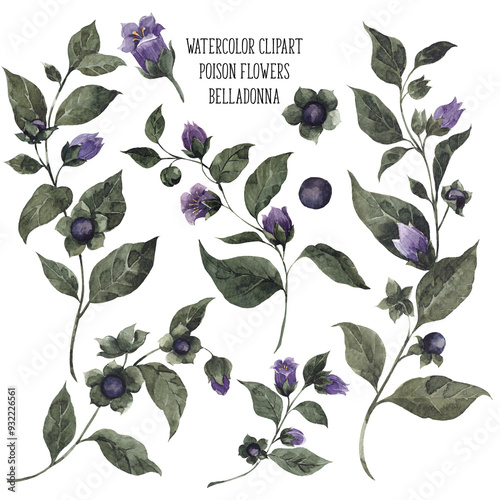 Fotografía Watercolor clipart with hand draw poison floral, belladonna, mandrake, anemones, poppy, moon flower, henbane, datura, isolated on transparent background, PNG files