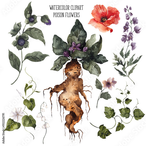 Tableau sur toile Watercolor clipart with hand draw poison floral, belladonna, mandrake, anemones, poppy, moon flower, henbane, datura, isolated on transparent background