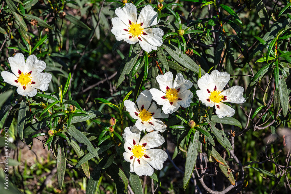 Cistus ladanifer, Rockrose or Labdanum at the Archaeological Circuit in Vale Fuzeiros at Vilarinha, Algarve, Portugal.
