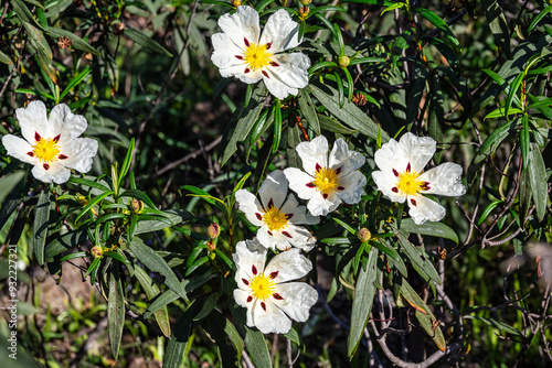 Obraz na płótnie Cistus ladanifer, Rockrose or Labdanum at the Archaeological Circuit in Vale Fuzeiros at Vilarinha, Algarve, Portugal. w salonie