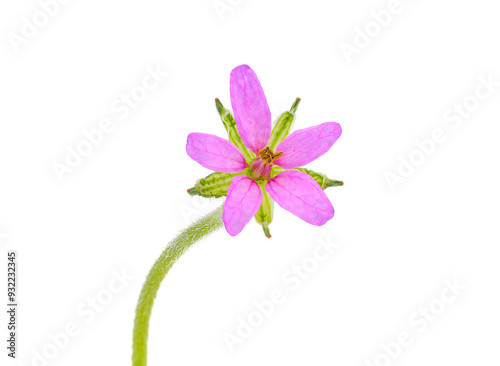 Musk Stork’s-bill flower isolated on white background, Erodium moschatum photo