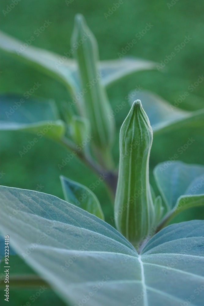 Obraz premium Splendor of flower buds; Brazil's white angel trumpet, angel's tears or snowy angel's trumpet; Brugmansia Suaveolens 