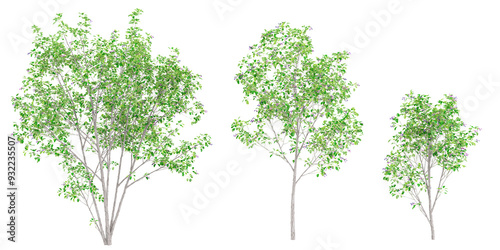 Juneberry trees isolated on white background, tropical trees isolated used for architecture photo