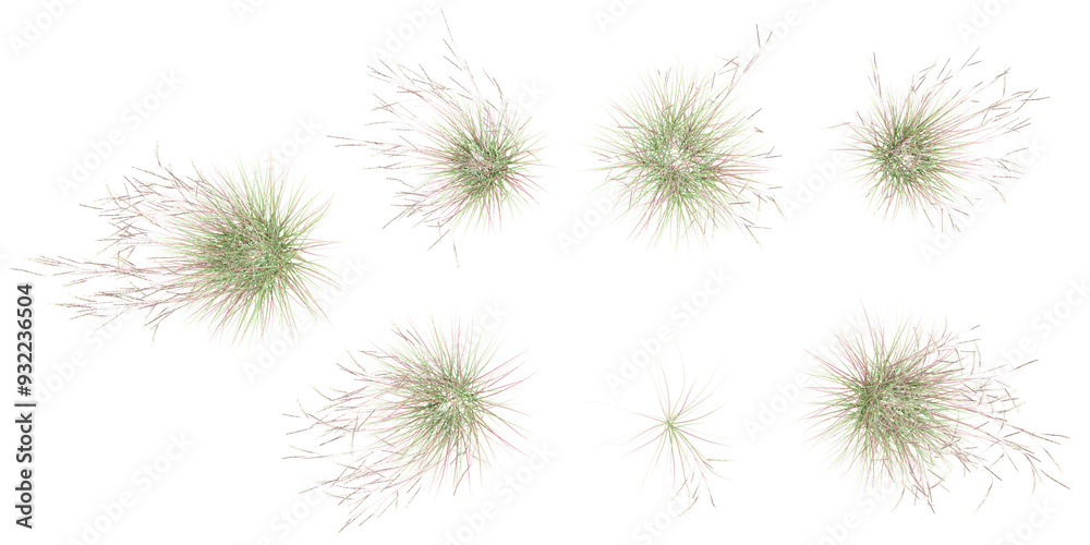 Littile bluestem with transparent background, 3D rendering, for illustration, digital composition, architecture visualization from top view Littile bluestem with transparent background, 3D rendering, for illustration, digital composition, architecture visualization from top view