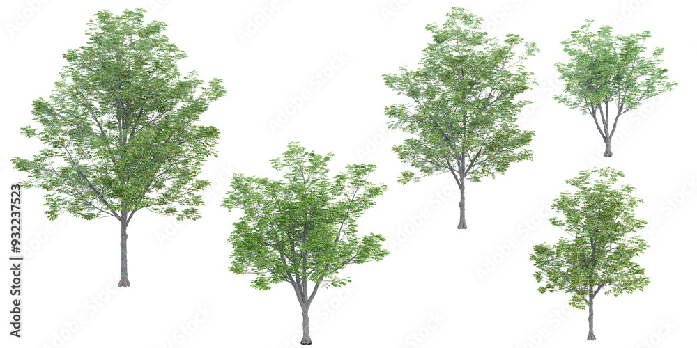 Ohio buckeye trees with transparent background, 3D rendering, for illustration, digital composition, architecture visualization Ohio buckeye trees with transparent background, 3D rendering, for illustration, digital composition, architecture visualization