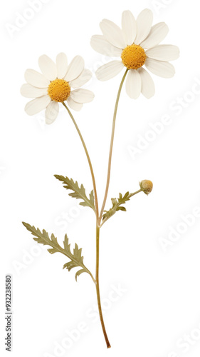 PNG Real pressed a single minimal Feverfew flower asteraceae blossom.