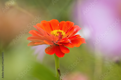 red zinnia with colorful background, yellow pollen pistils 