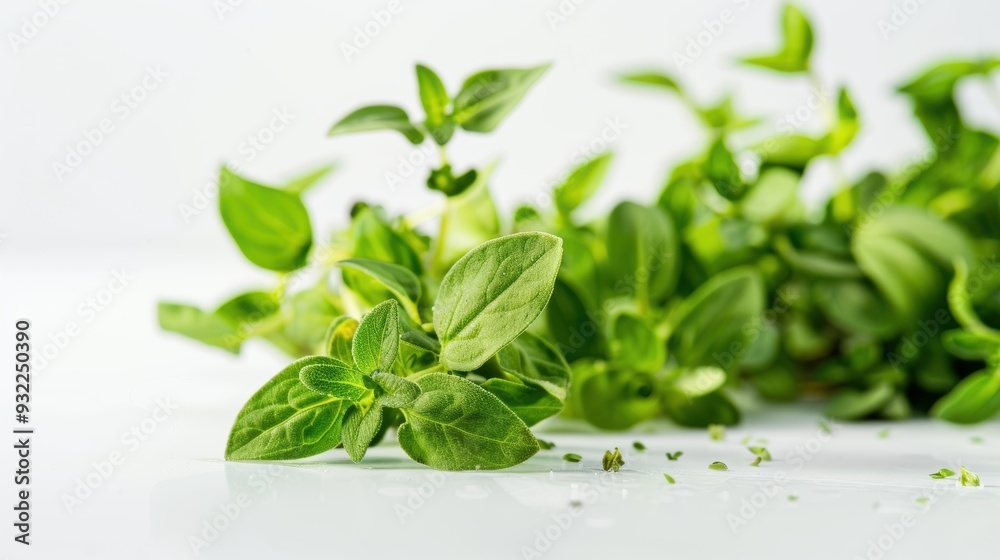 Vibrant oregano sprigs on a clean white table, perfect for adding flavor to dishes Vibrant oregano sprigs on a clean white table, perfect for adding flavor to dishes