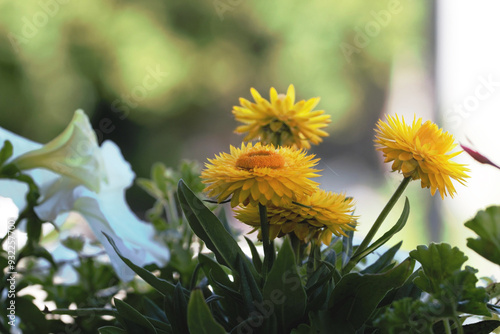 Żółte kwiaty, rośliny, balkon