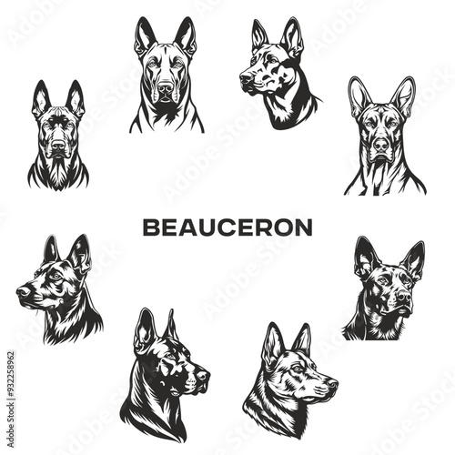 set of dogs, beauceron head vector