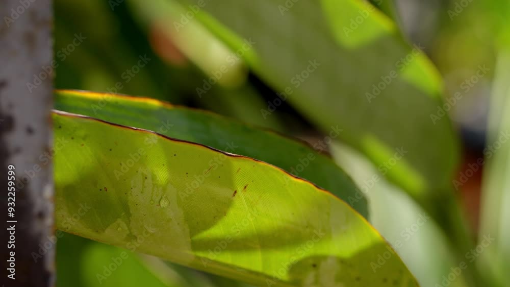 raindrops falling on leaf slowly, slow motion and close up to the raindrops, background blurred with natural bokeh raindrops falling on leaf slowly, slow motion and close up to the raindrops, background blurred with natural bokeh