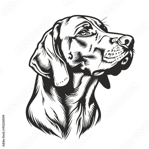 black and white heads, bavarian mountain scent hound