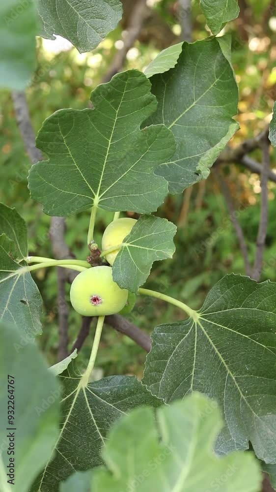 Hand picking ripe fig from a tree in garden. Vertical video. Harvesting organic summer fruit. Hand picking ripe fig from a tree in garden. Vertical video. Harvesting organic summer fruit.