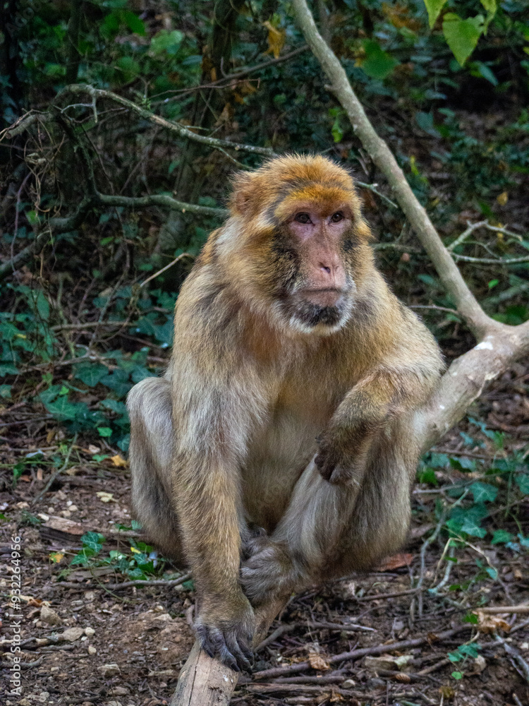 Fototapeta premium Singe