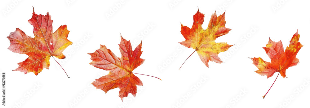 PNG Vibrant autumn maple leaves isolated PNG Vibrant autumn maple leaves isolated