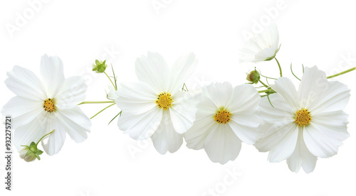 PNG Delicate white cosmos flowers arrangement