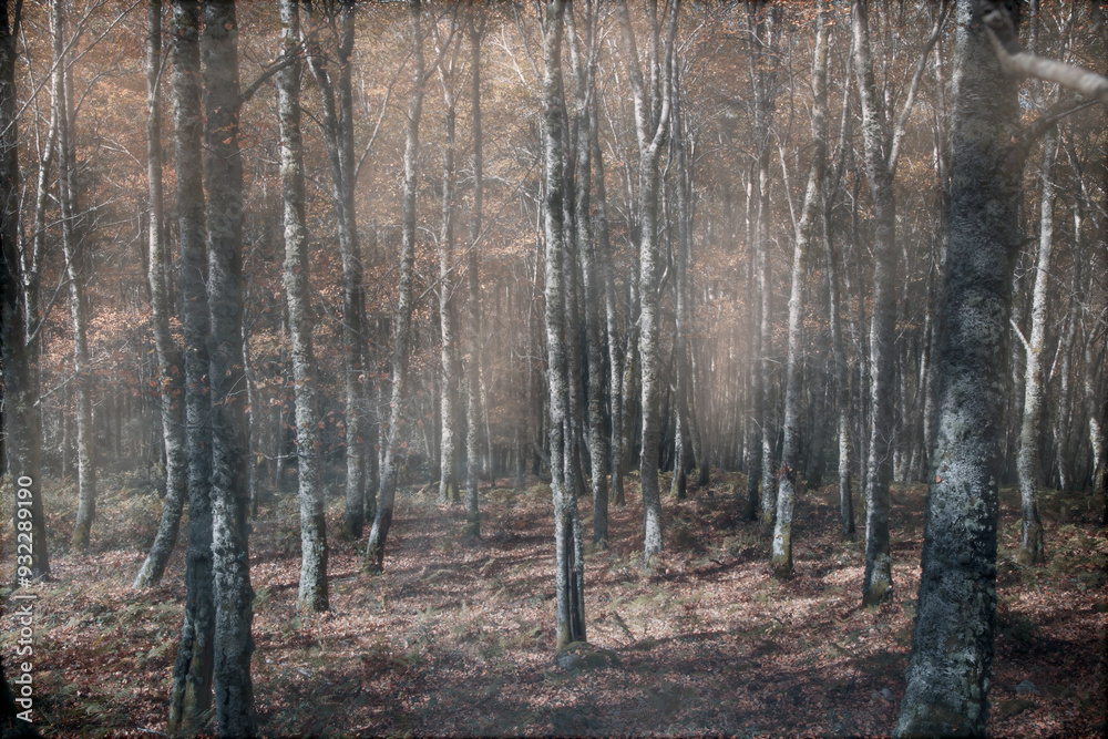 Obraz premium Magic foggy forest