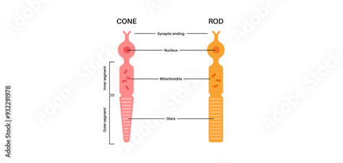 Photoreceptors medical poster