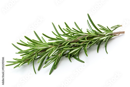 Rosemary isolated on white background