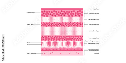 Retina structure poster