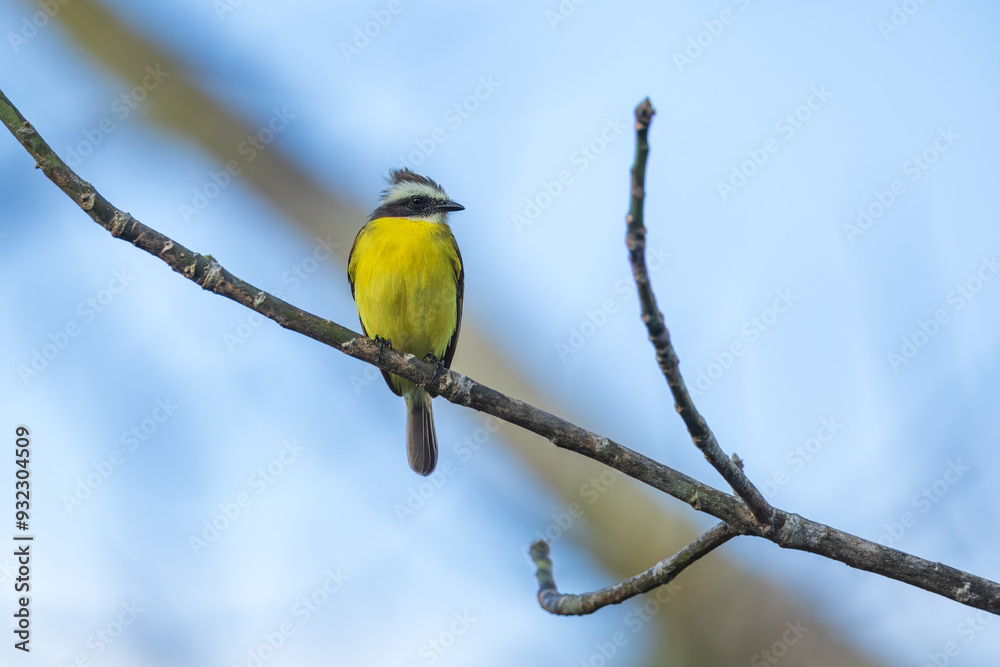 White-ringed Flycatcher Conopias albovittatus sitting on the branch White-ringed Flycatcher Conopias albovittatus sitting on the branch