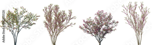 Tableau sur toile Set of Magnolia liliiflora and Cercis chinensis (the Chinese redbud) flowering s