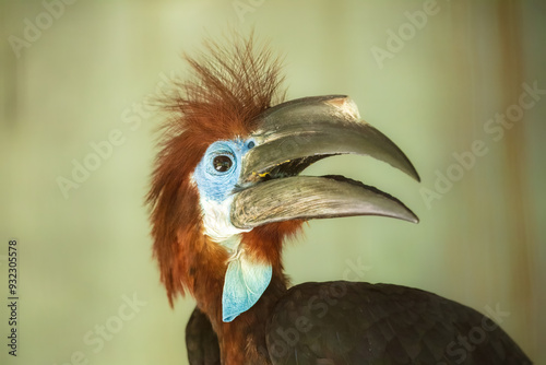 Black-casqued Hornbill - Ceratogymna atrata, portrait of large unique bird from sub-Saharan African forests and woodlands, Uganda. photo