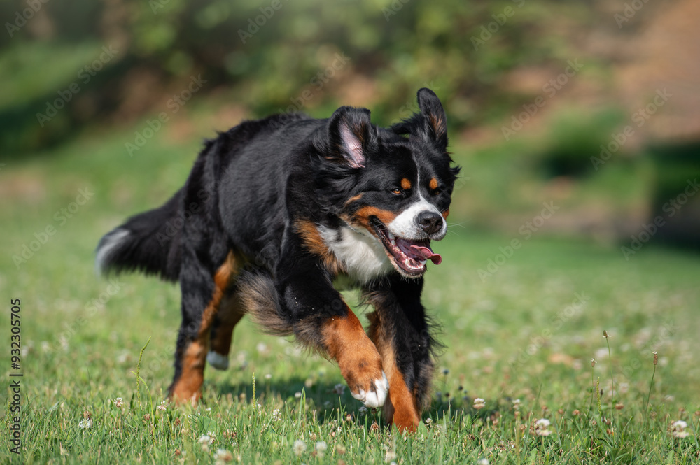 happy bernese mountain dog running outdoors on grass in summer happy bernese mountain dog running outdoors on grass in summer