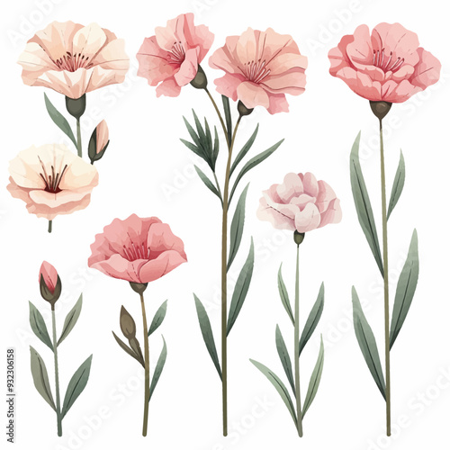Vector Carnation simple and minima