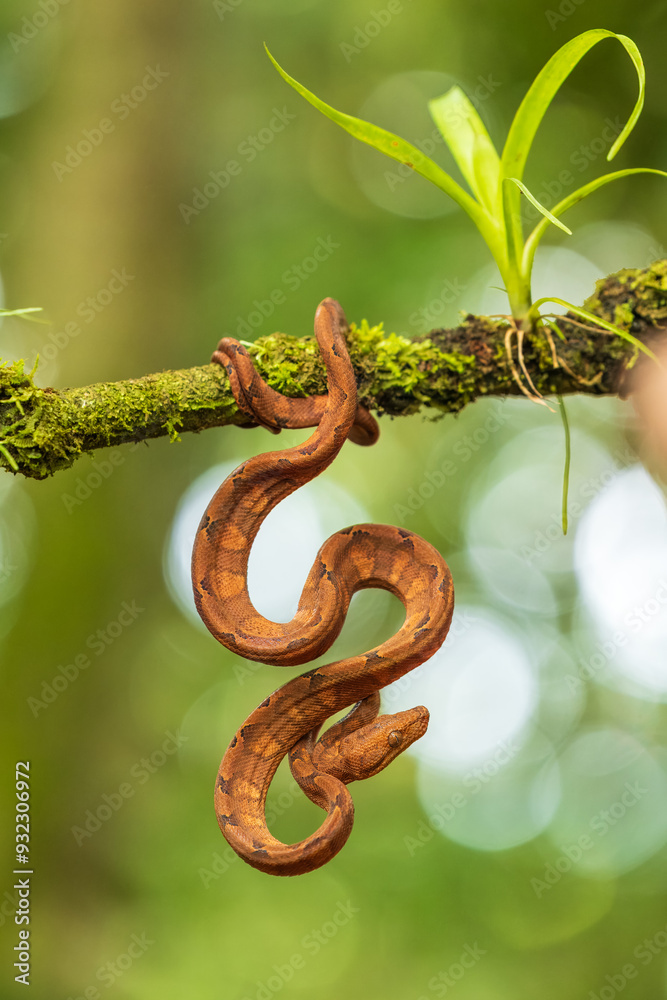 Obraz premium Portrait of Corallus annulatus is a non-venomous boa species found in Central and South America. Three subspecies are currently recognized, including the nominate subspecies described here