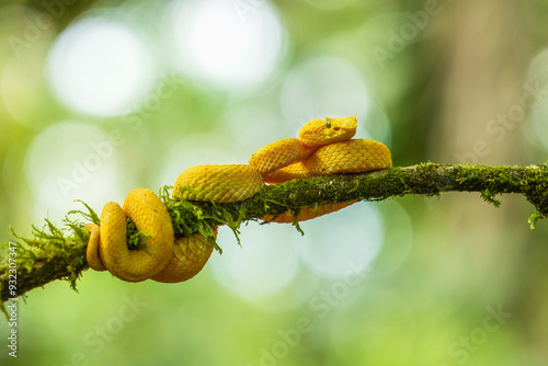 Portrait of Bothriechis schlegelii, the eyelash viper, is a venomous pit viper species found in Central and South America photo