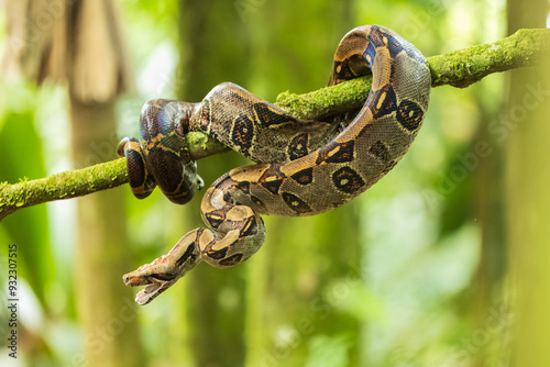 Photos Boa imperator (or Boa constrictor imperator in common usage) is a large and heavy-bodied arboreal species of nonvenomous, constrictor-type snake in the family Boidae