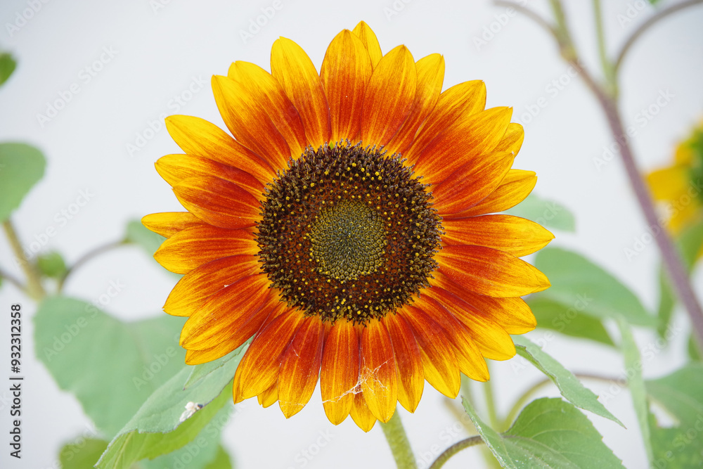 Fototapeta premium Autumn Beauty Sunflower Blossom