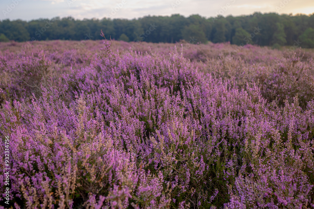 Fototapeta premium Selective focus of purple flowers in the filed, Calluna vulgaris (heath, ling or simply heather) is the sole species in the genus Calluna, Flowering plant family Ericaceae, Nature floral background.