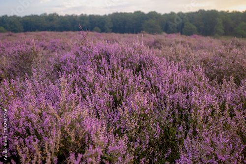 Selective focus of purple flowers in the filed, Calluna vulgaris (heath, ling or simply heather) is the sole species in the genus Calluna, Flowering plant family Ericaceae, Nature floral background.