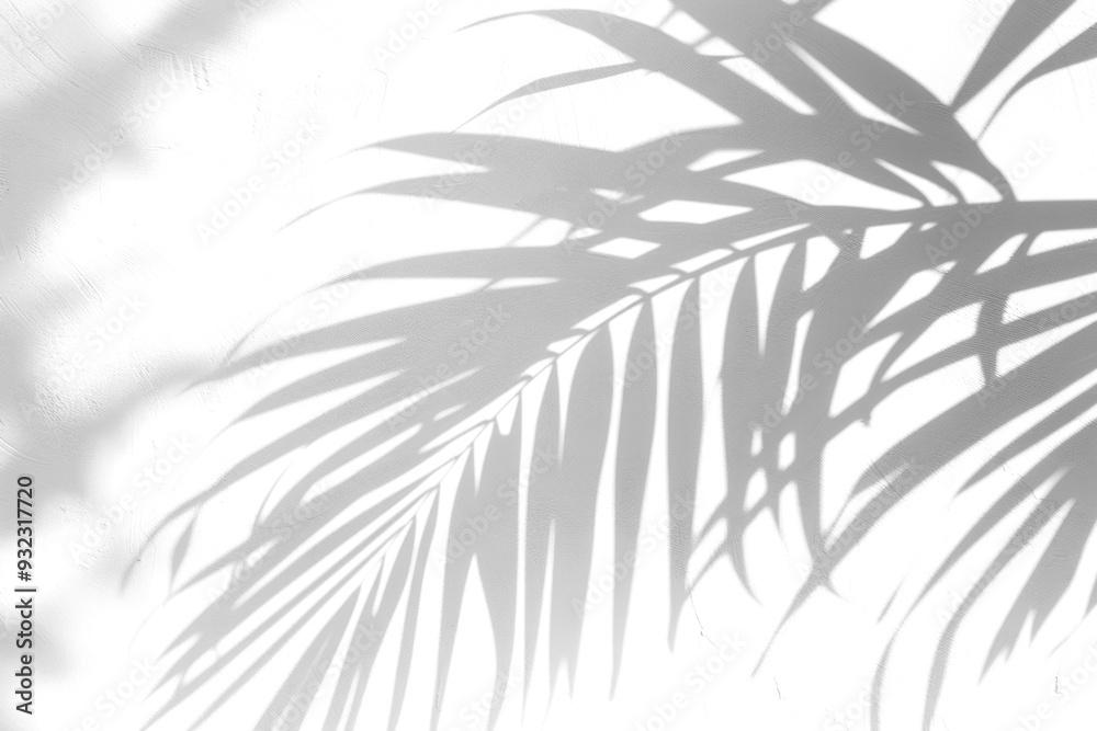 PNG Photo of shadow of palm leaves vegetation blackboard arecaceae. PNG Photo of shadow of palm leaves vegetation blackboard arecaceae.