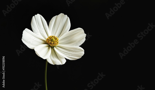 Single white flower with delicate petals and a yellow center stands out against a black background. The minimalistic composition emphasizes the simplicity and elegance of the bloom