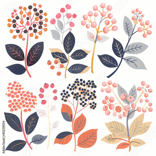 Vector Elderberry simple and minim