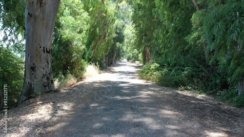 Eucalyptus trees, wind passes through leaves and branches, creates a gentle breeze that make area feel cooler. Lovers Path, one of the symbols of Gökova, visited by thousands tourists in Turkey
 photo