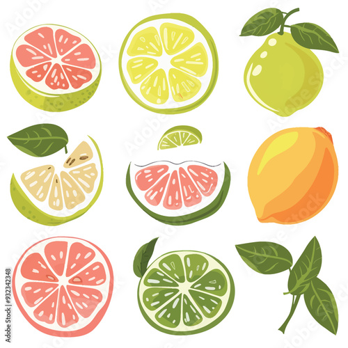 Vector Pomelo simple and minimalis