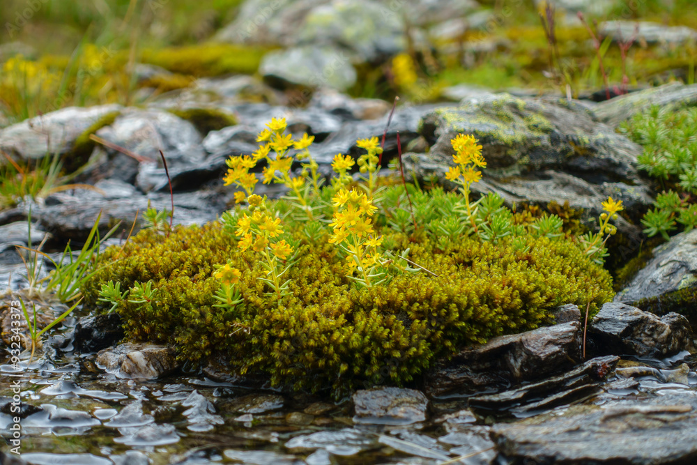 Wild wachsende Kräuter an einem kleinen Gebirgsbach perfekt als Hintergrundbild Wild wachsende Kräuter an einem kleinen Gebirgsbach perfekt als Hintergrundbild