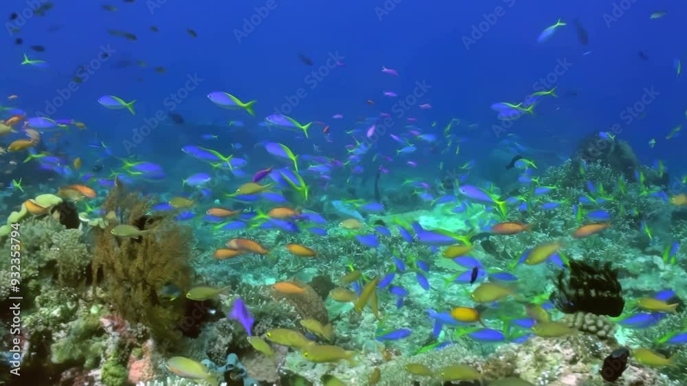 Stunning underwater scene of vibrant coral reef with colorful fish, showing marine biodiversity. Ideal for nature, marine life ocean themes, highlighting beauty and diversity of underwater ecosystems Stunning underwater scene of vibrant coral reef with colorful fish, showing marine biodiversity. Ideal for nature, marine life ocean themes, highlighting beauty and diversity of underwater ecosystems