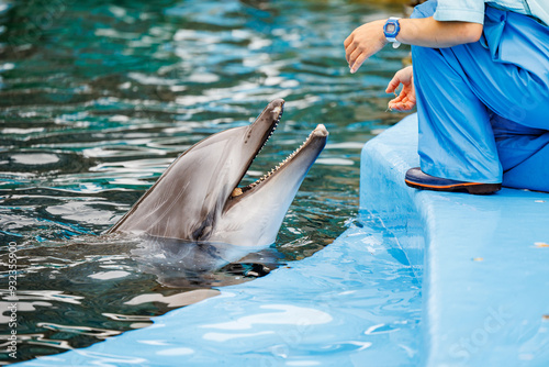 Wallpaper Mural イルカのトレーニング風景
タイトル変更 Torontodigital.ca