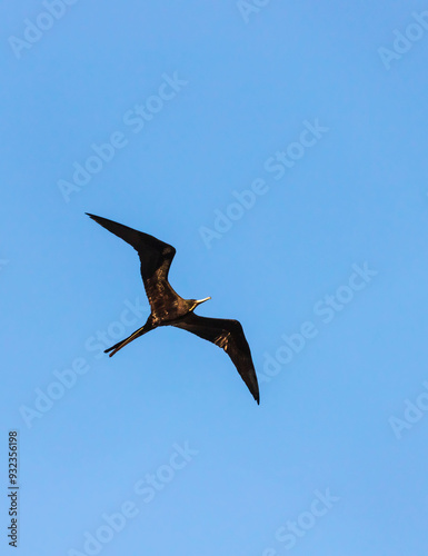 Fragata